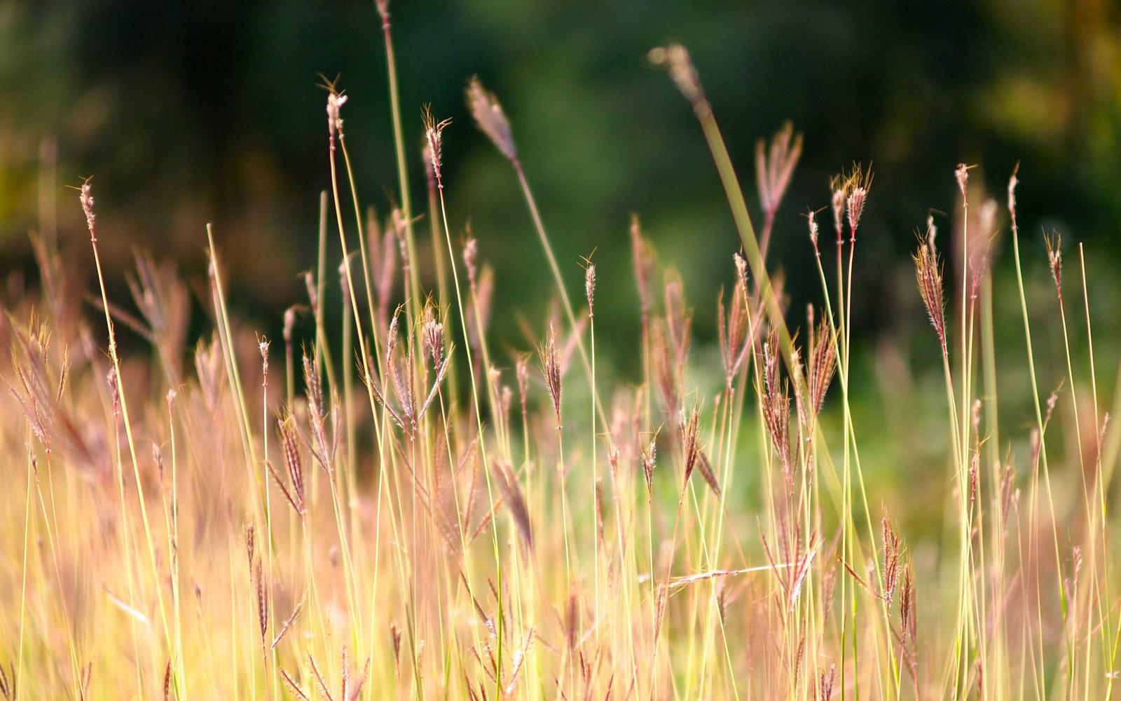 Backlit golden wild grass swaying in an autumn field