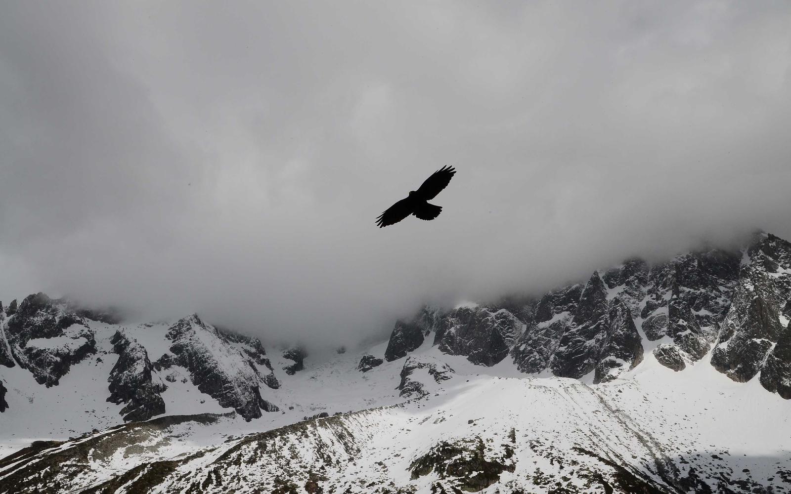 A lone eagle soaring above mist-wrapped snow mountains